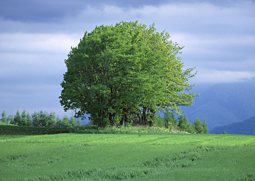 Generic placeholder image